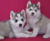 execellent-Siberian-Husky-puppies-for-adoption