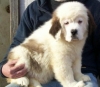 Cute-saint-bernard-puppies-ready-for-new-rehome-